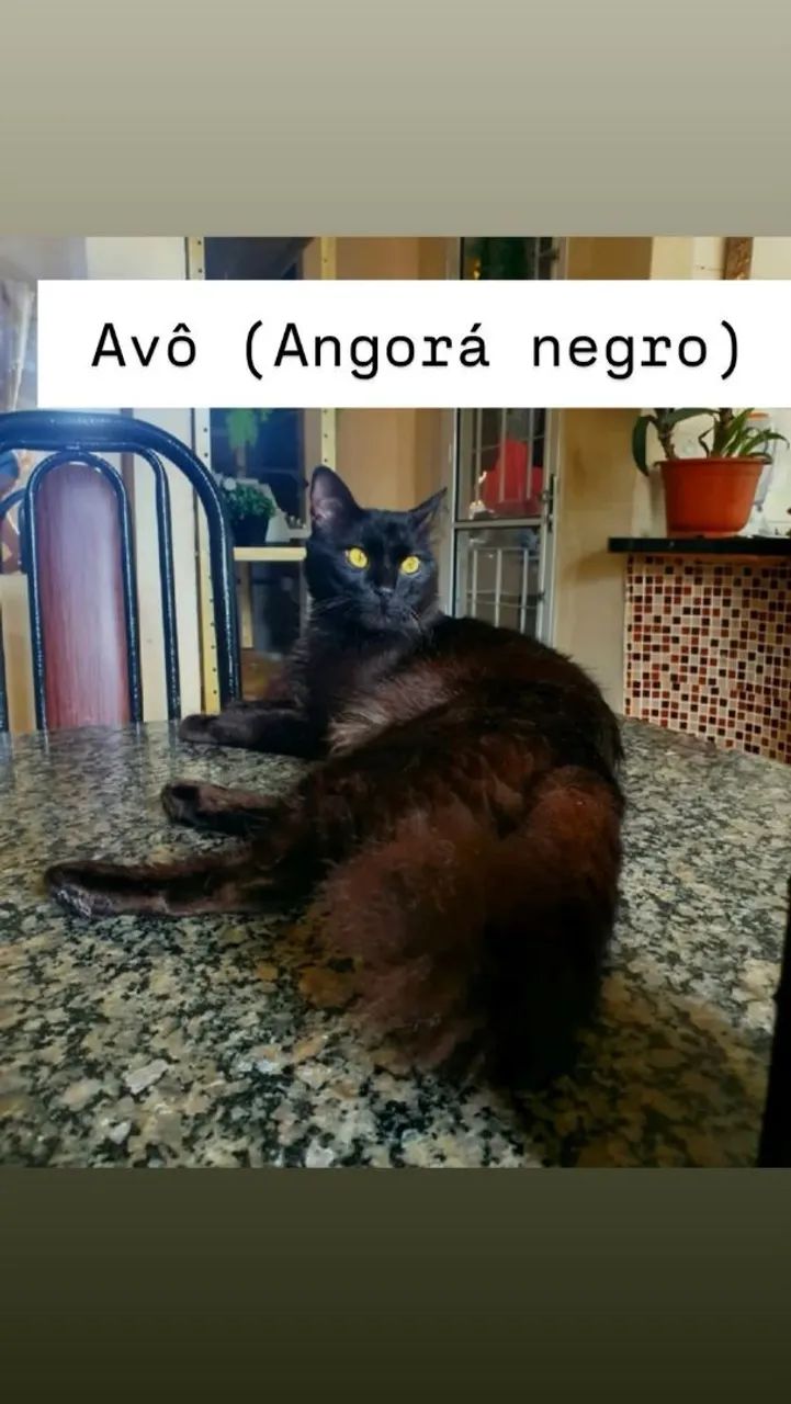 Filhotes de pelo longo sazonal  - Foto 4