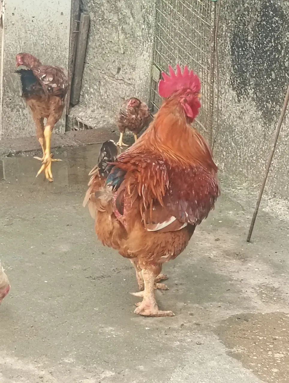 Galão - Foto 2