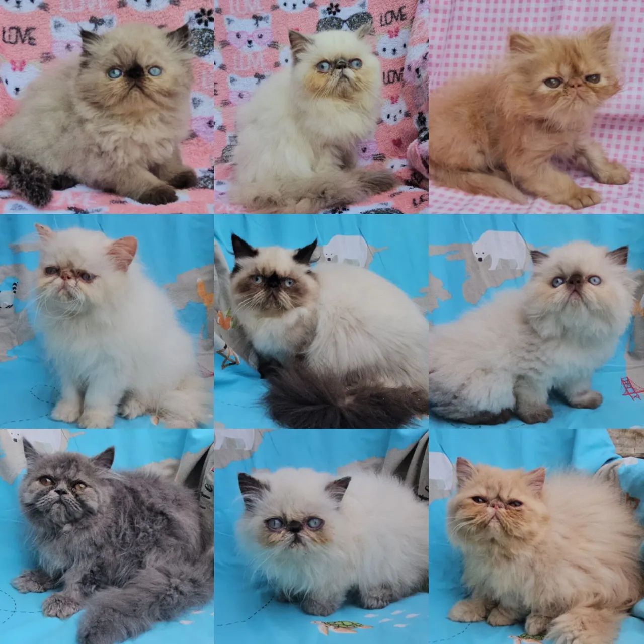 Persas, Exóticos e Himalaios Filhotes - Gatil BSB Cat 