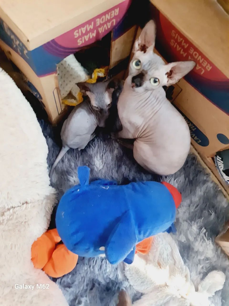 macho sphynx  filhote