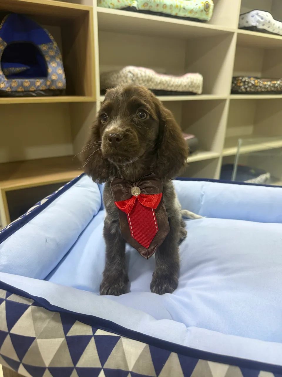 Filhotes Cocker spaniel inglês - Foto 3