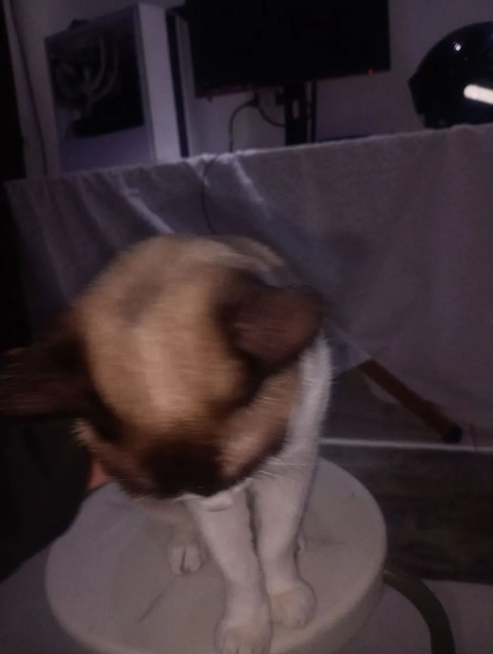 Gato - Foto 4