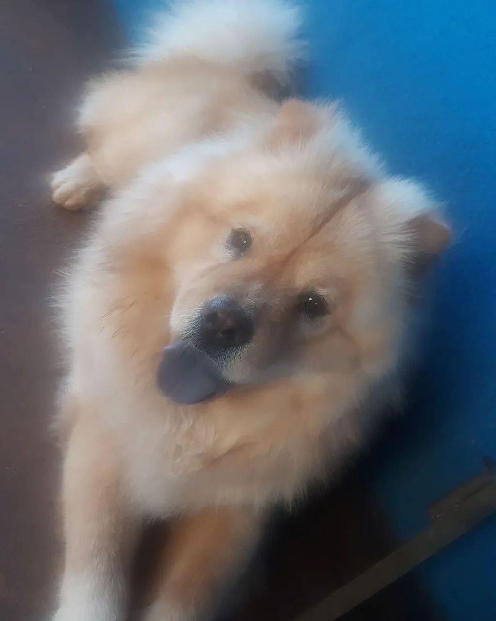 Vendo chow chow  - Foto 5