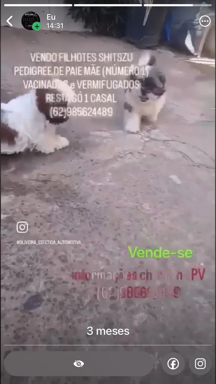 Vende-se shitszu  - Foto 5