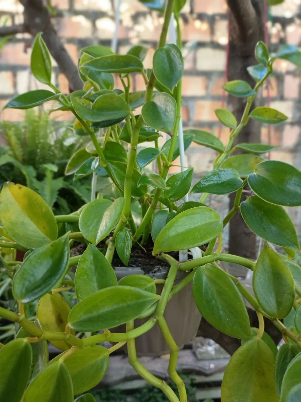 Planta - Foto 2