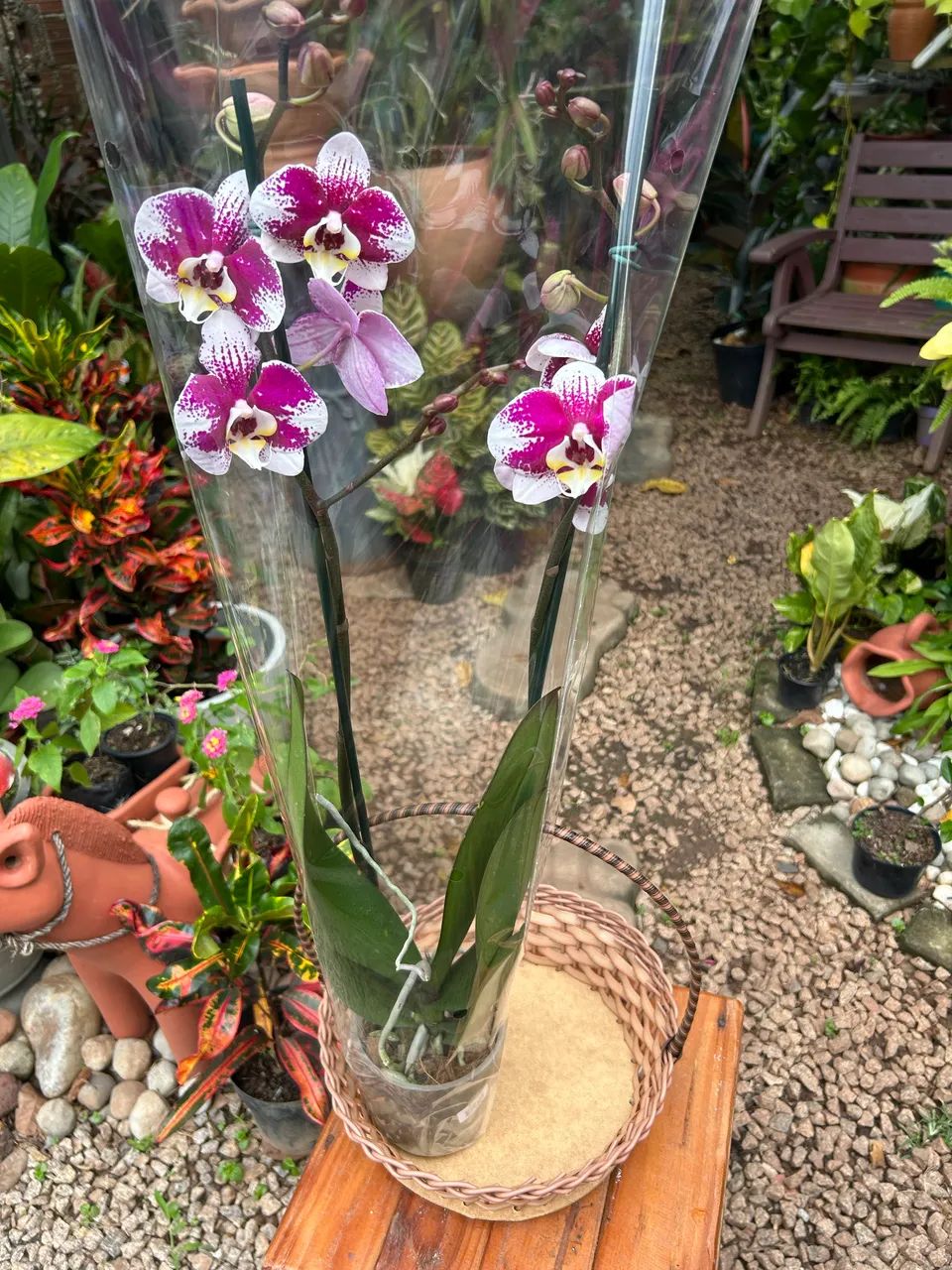 Orquídeas  - Foto 3