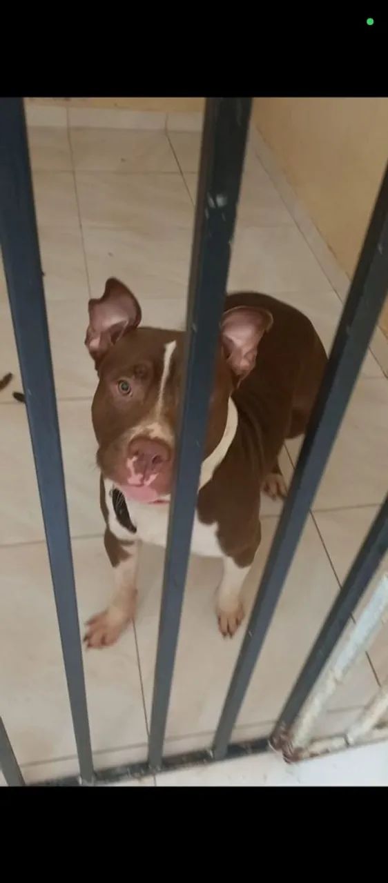 Cachorro 