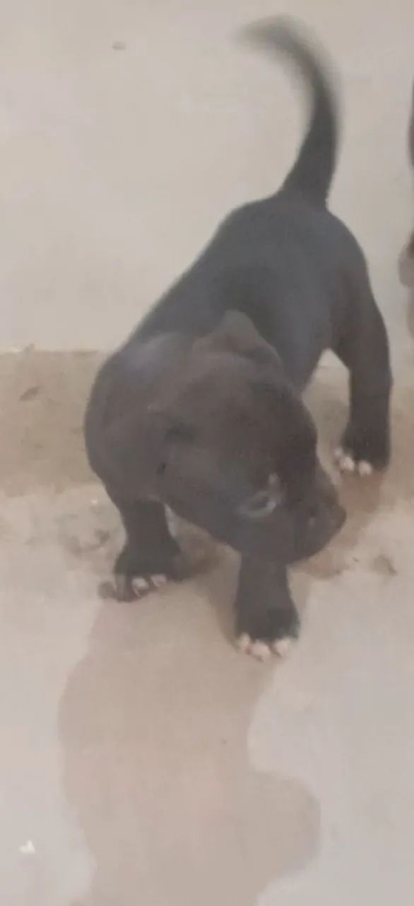 American Bully 