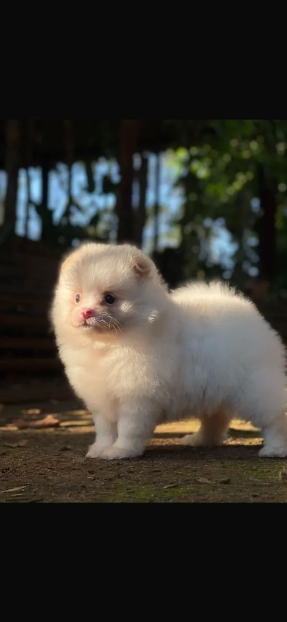 Cachorro  - Foto 4