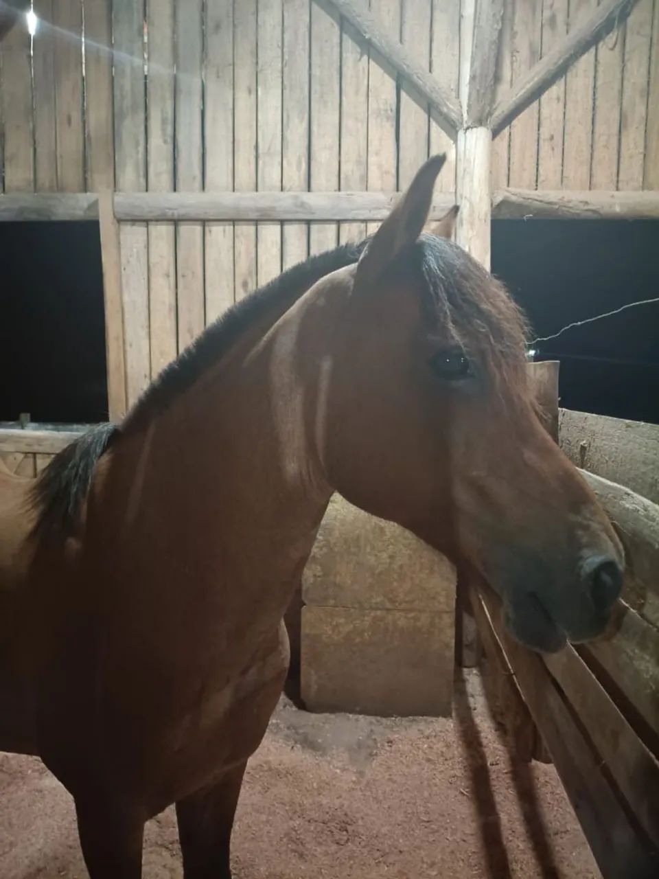 Égua crioula - Foto 3