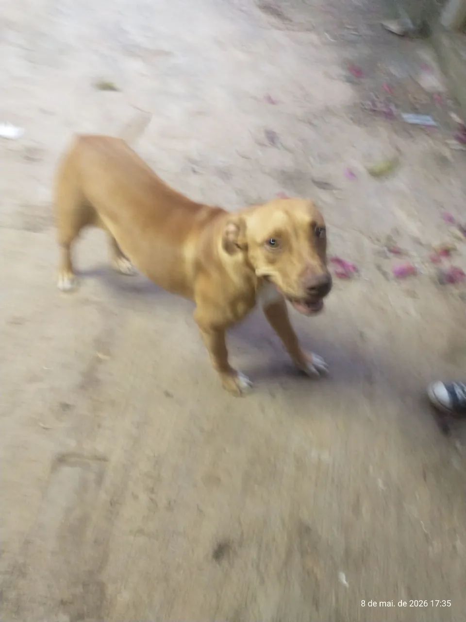 Pitbull Fêmea 