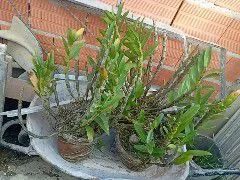 Vendo orquídea  - Foto 2