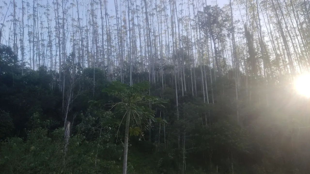 Vendo Floresta de eucalipto em pé 20.000 árvores - Foto 4