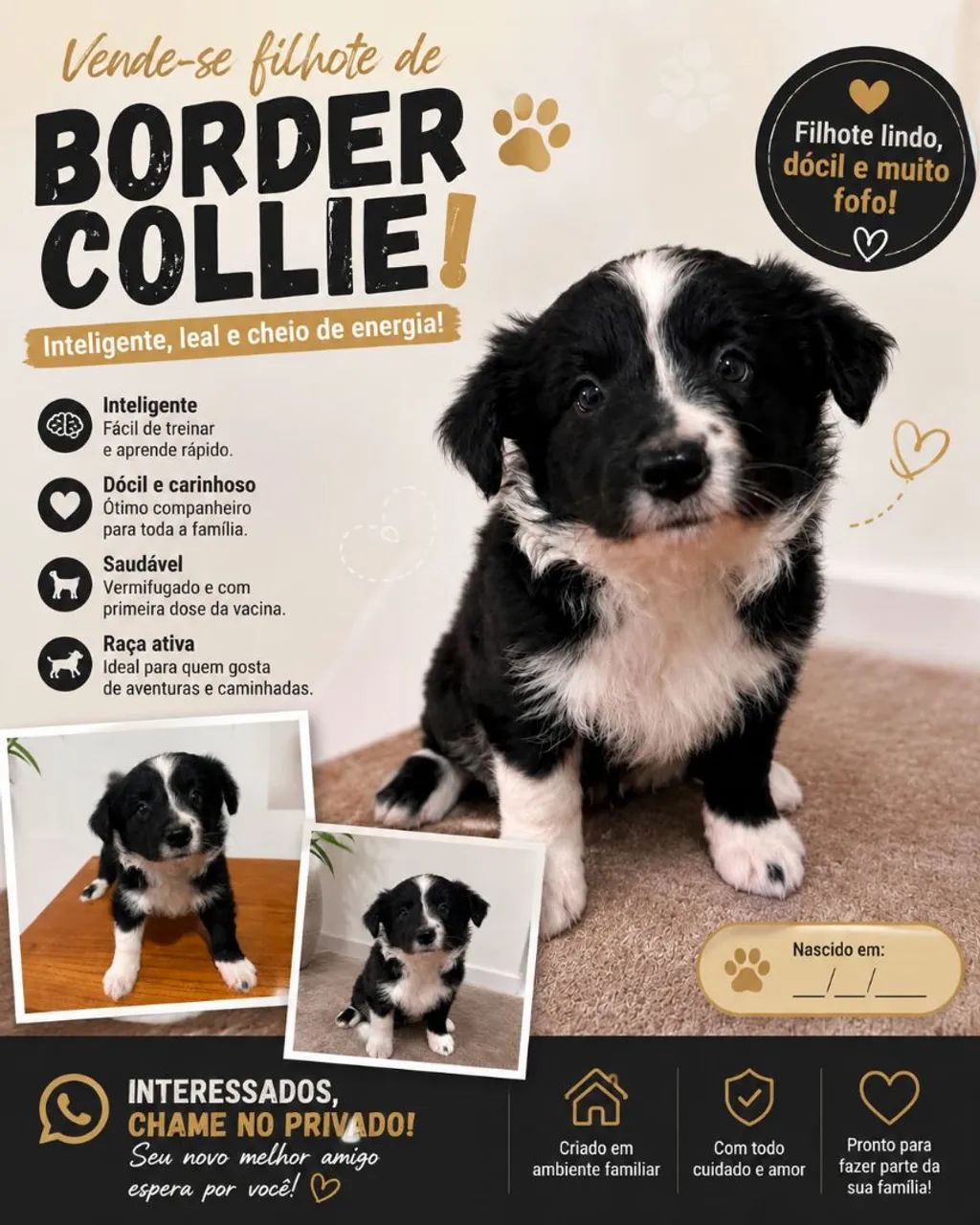 Cachorro Border collie  - Foto 2