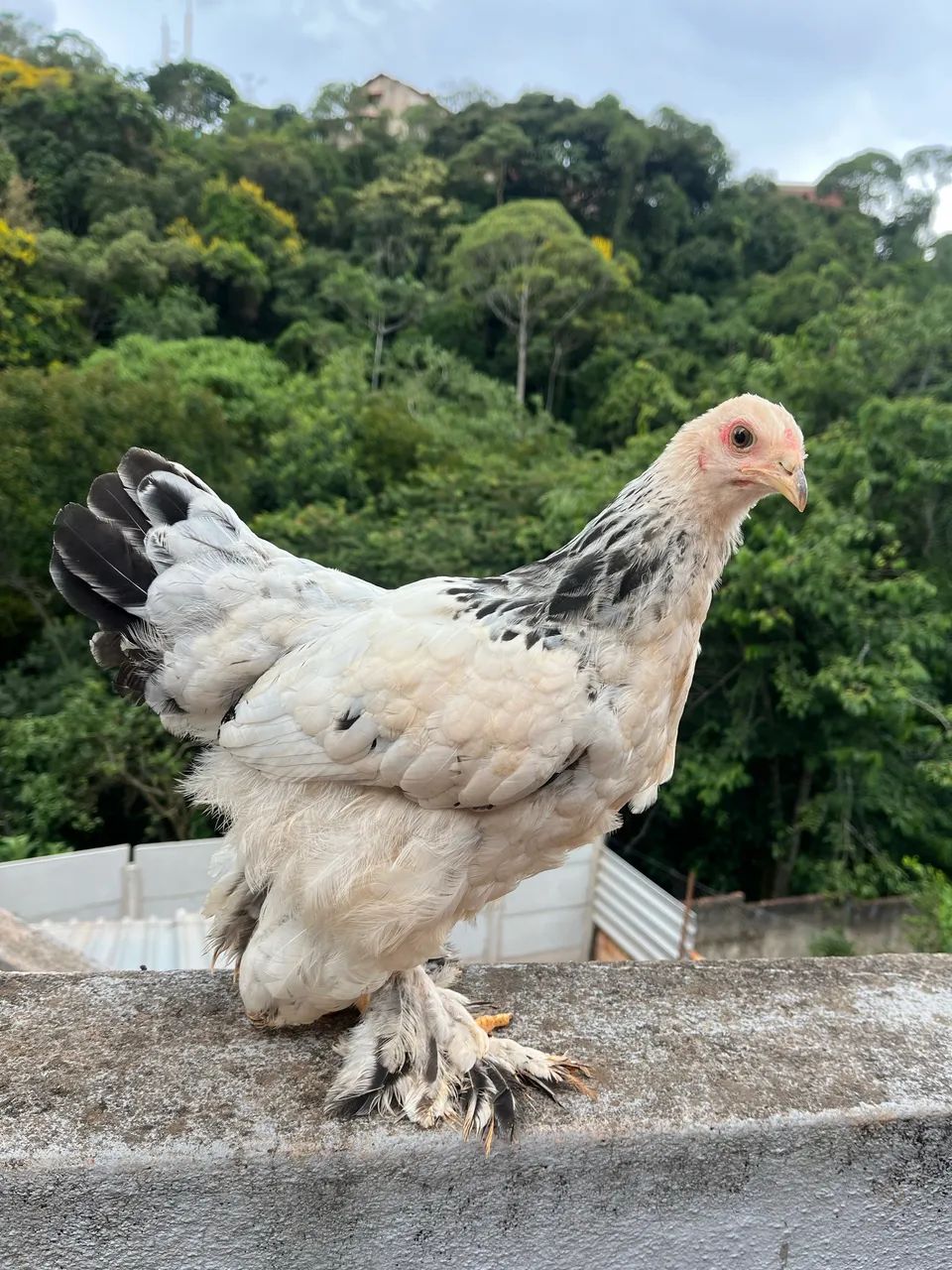 Brahma light  - Foto 2