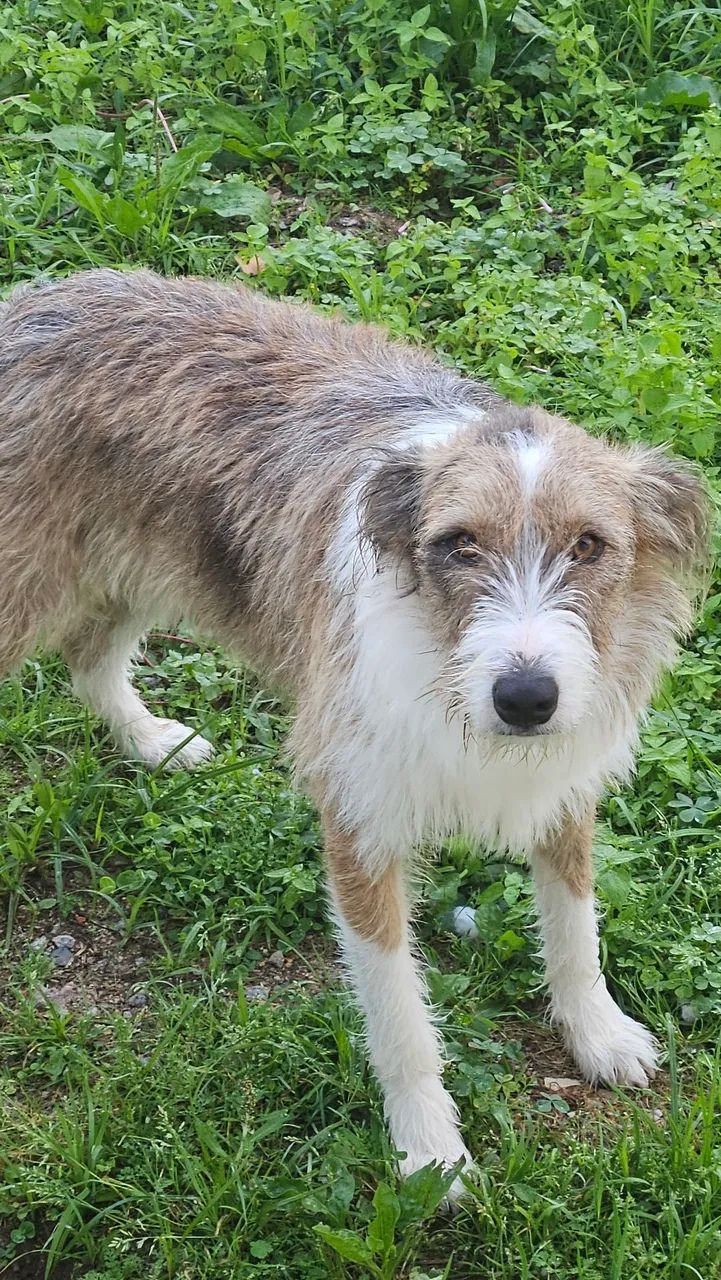 Cachorro p doação  - Foto 5