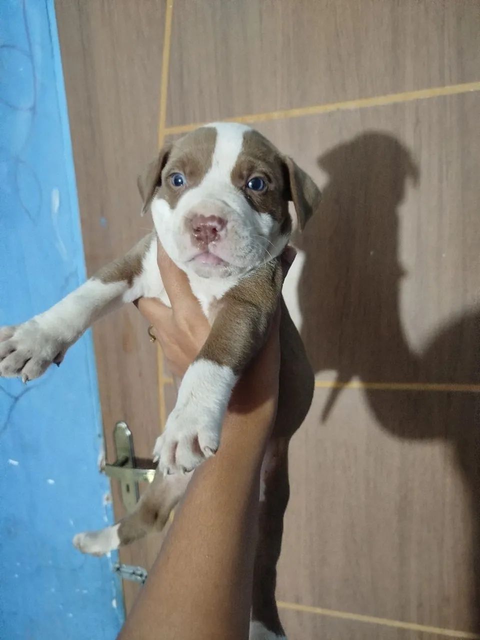 Filhote pitmonster/pitbull - Foto 2