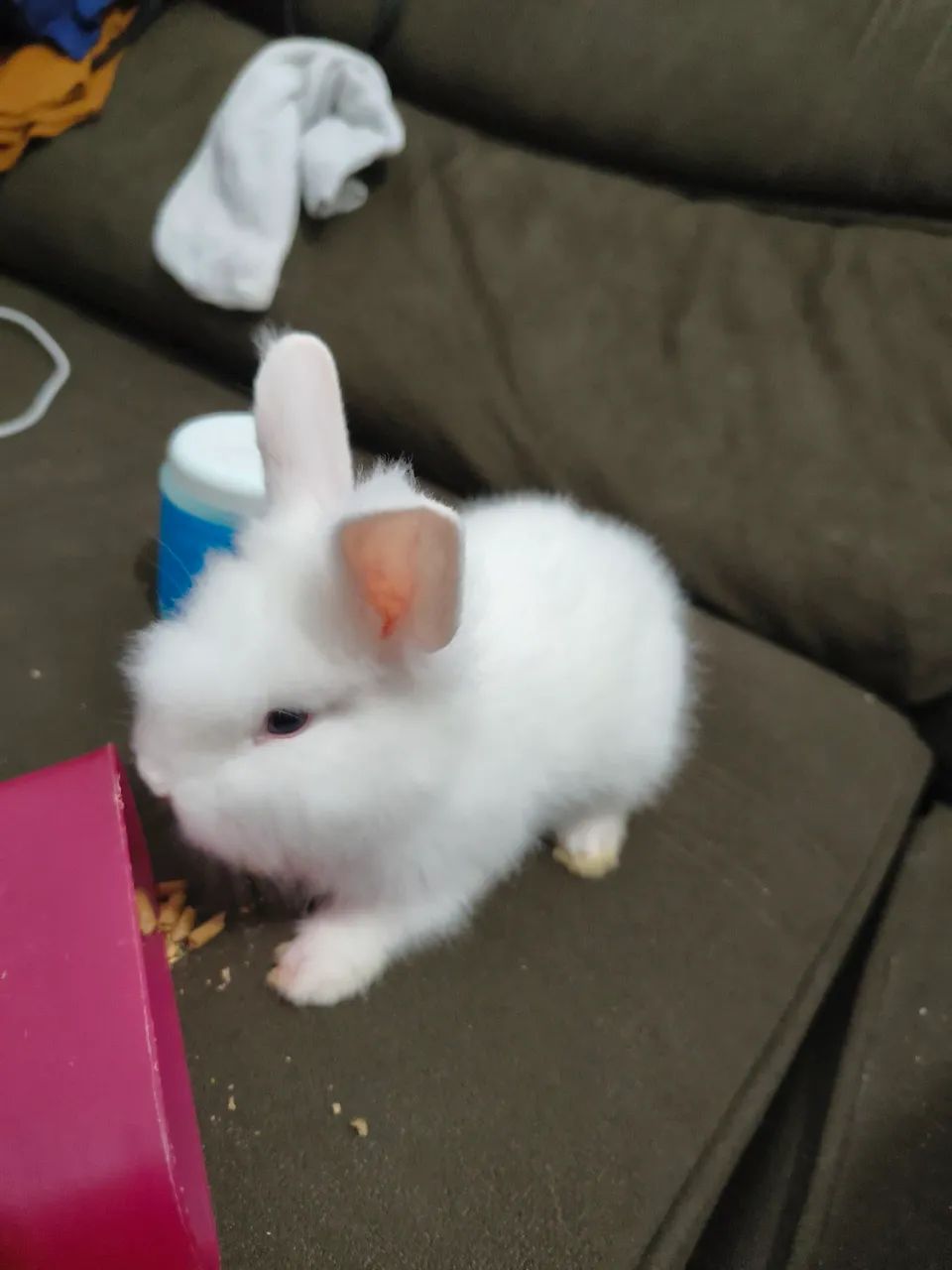 Mini lion