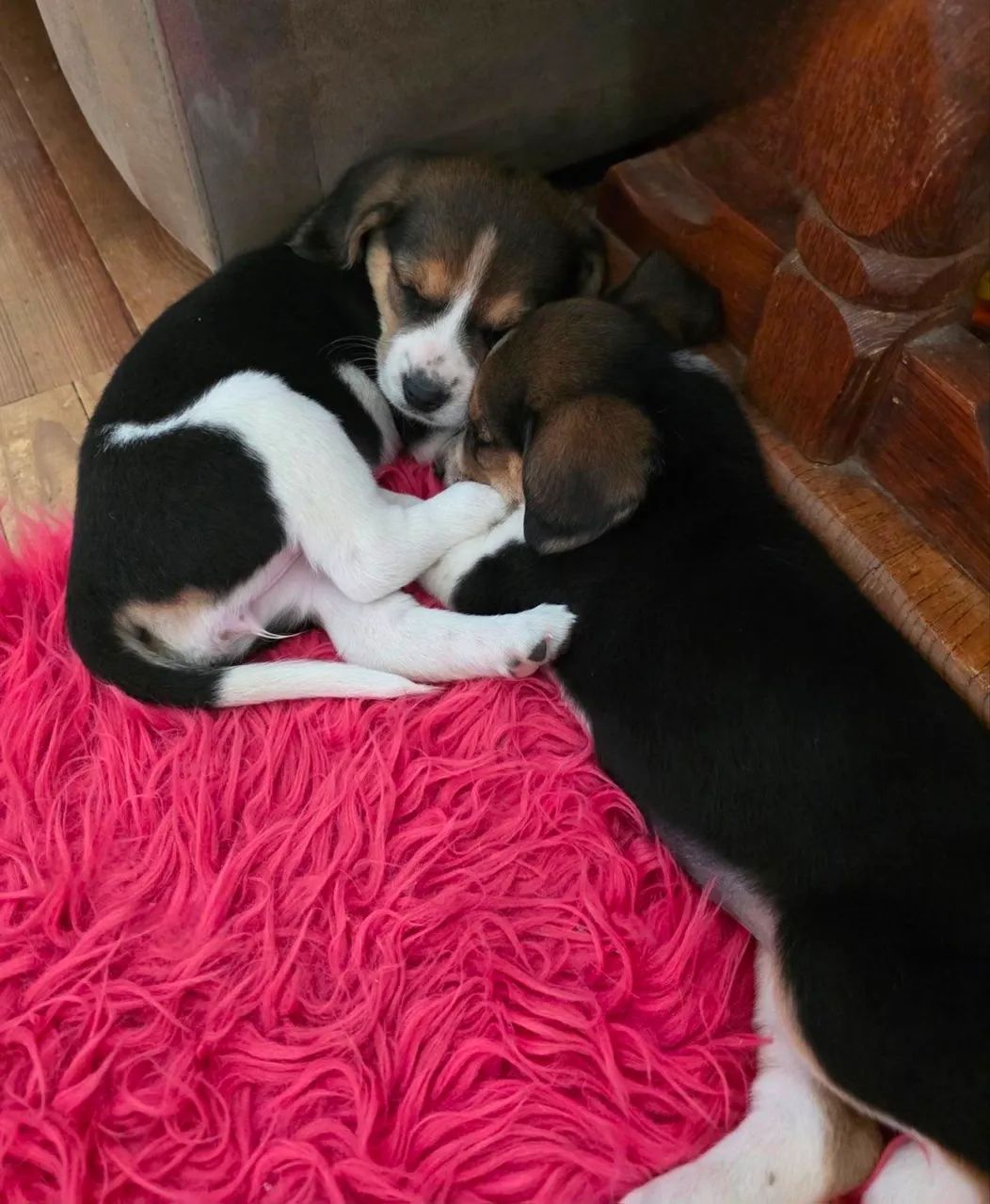 Beagle disponível 