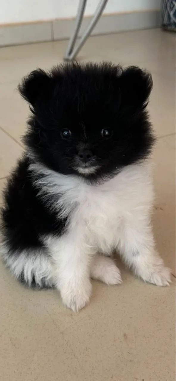 SPITZ ALEMÃO  - Foto 3