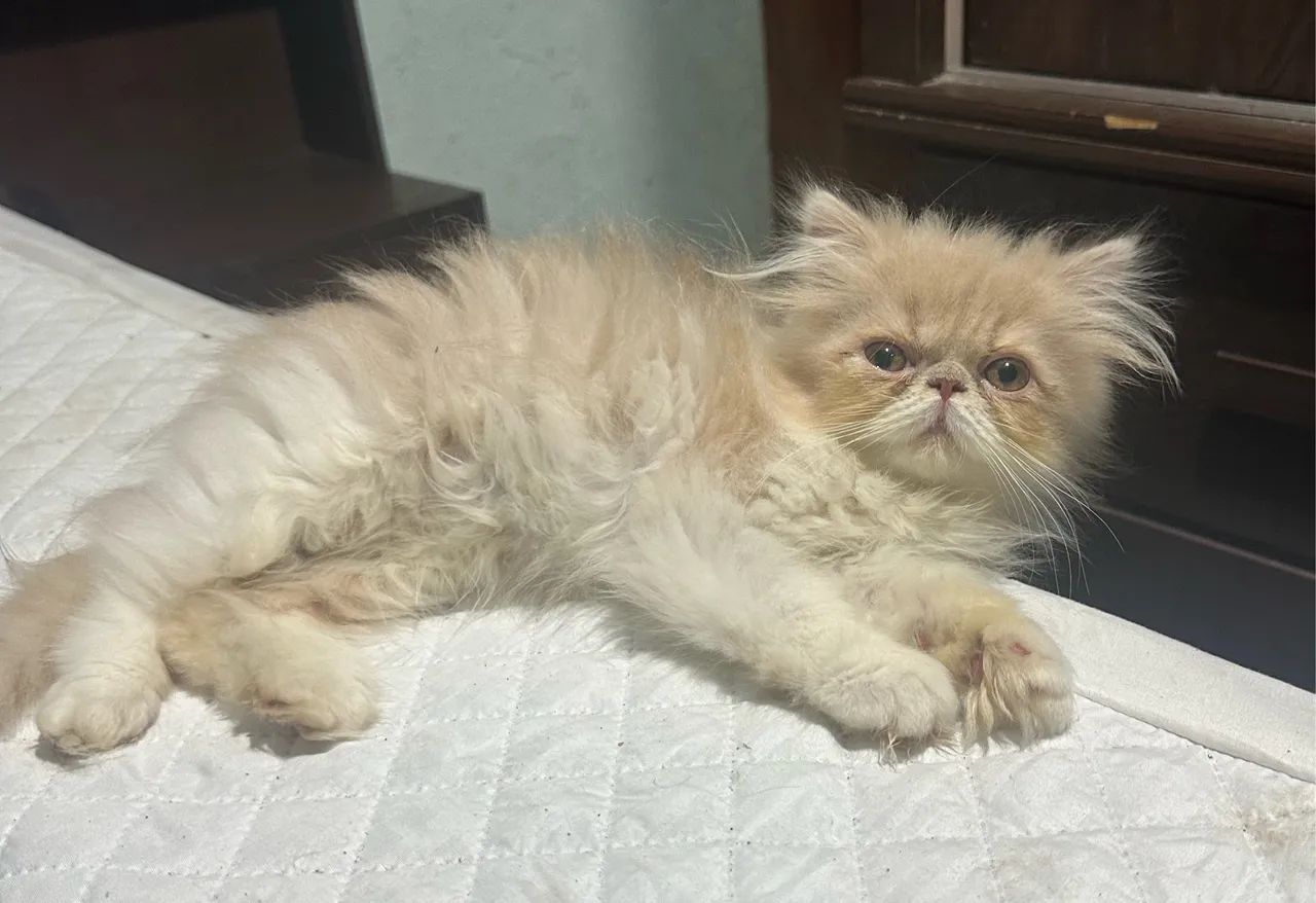 Gato persa  - Foto 2