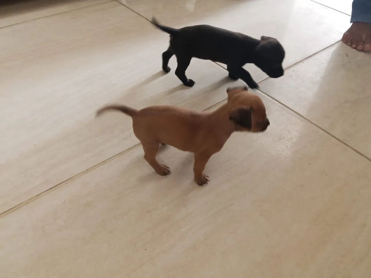Cachorro Pincher  - Foto 4