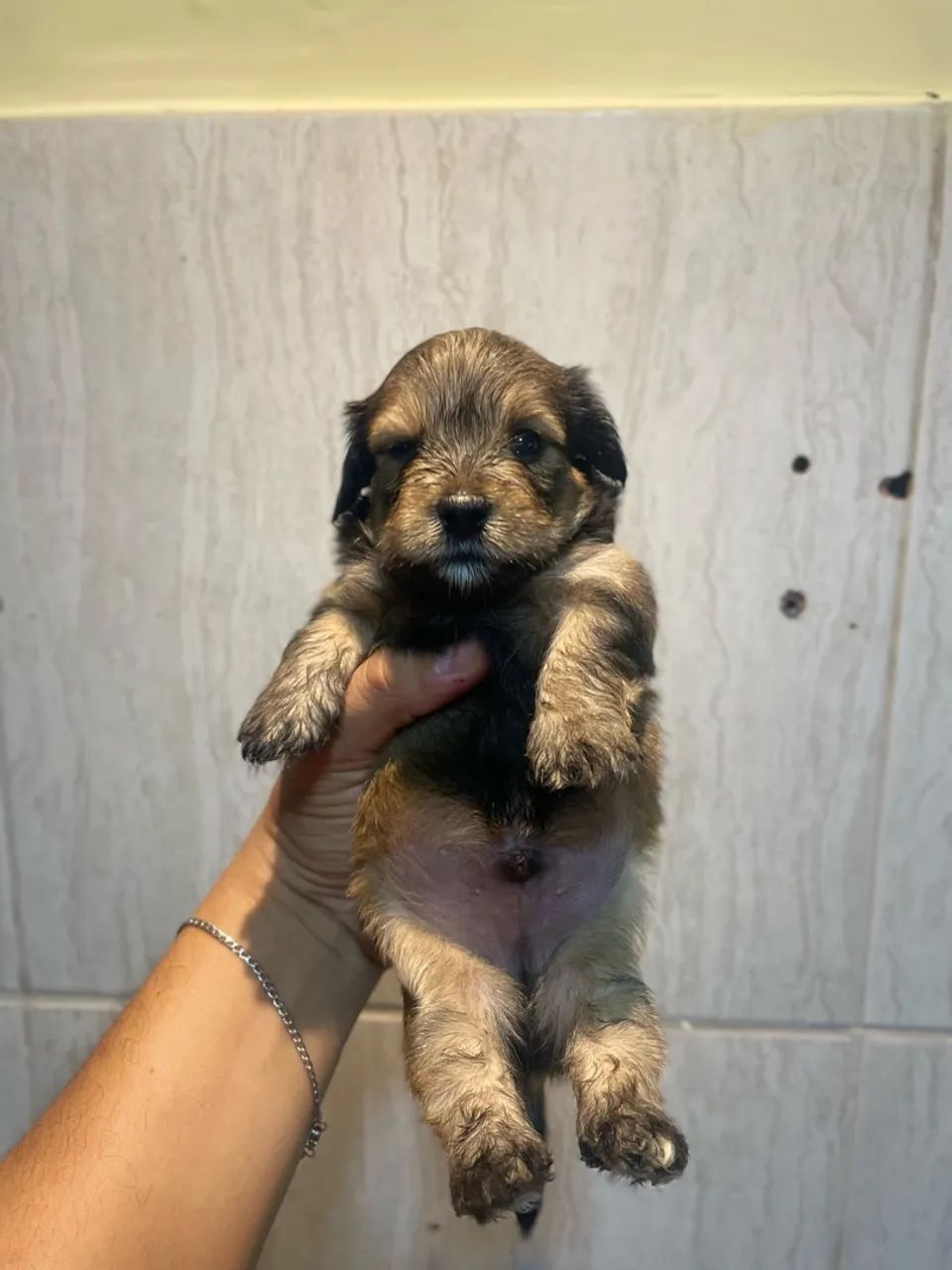 Yorkpoo - Foto 5