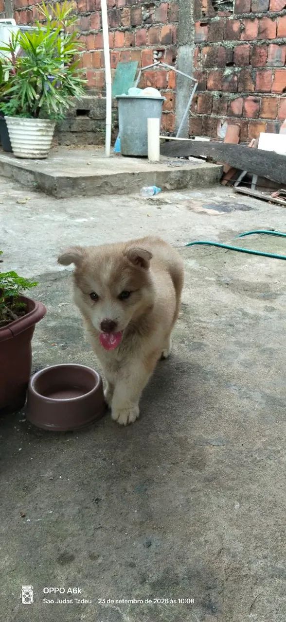 Husky Siberiano  - Foto 2