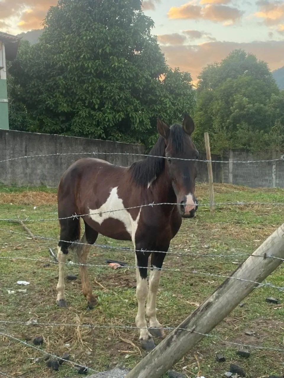 DOAÇÃO DE CAVALO - Foto 4