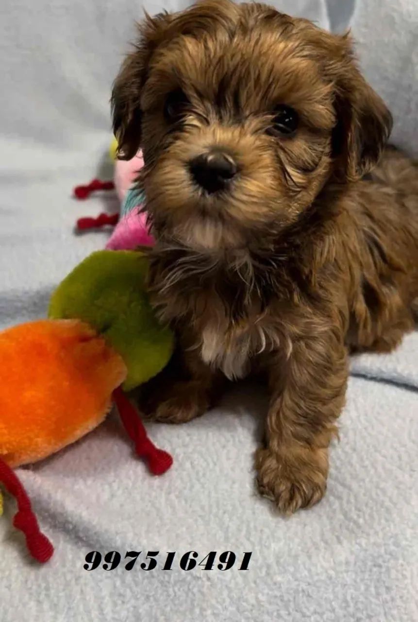 lindos e peludinhos