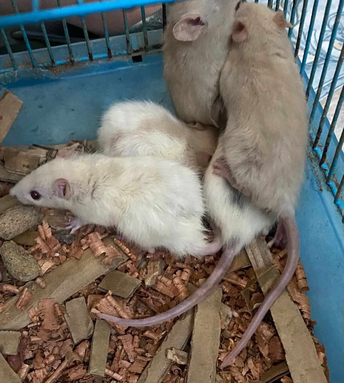 Ratos Twister (Fancy Rat) - Filhotes Dóceis e Selecionados | Pet de Bolso - Foto 2