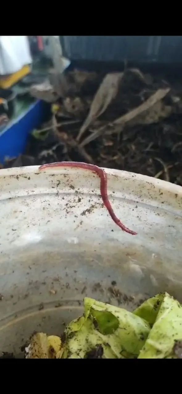 Vendo Minhocas Vermelhas Californianas  - Foto 2