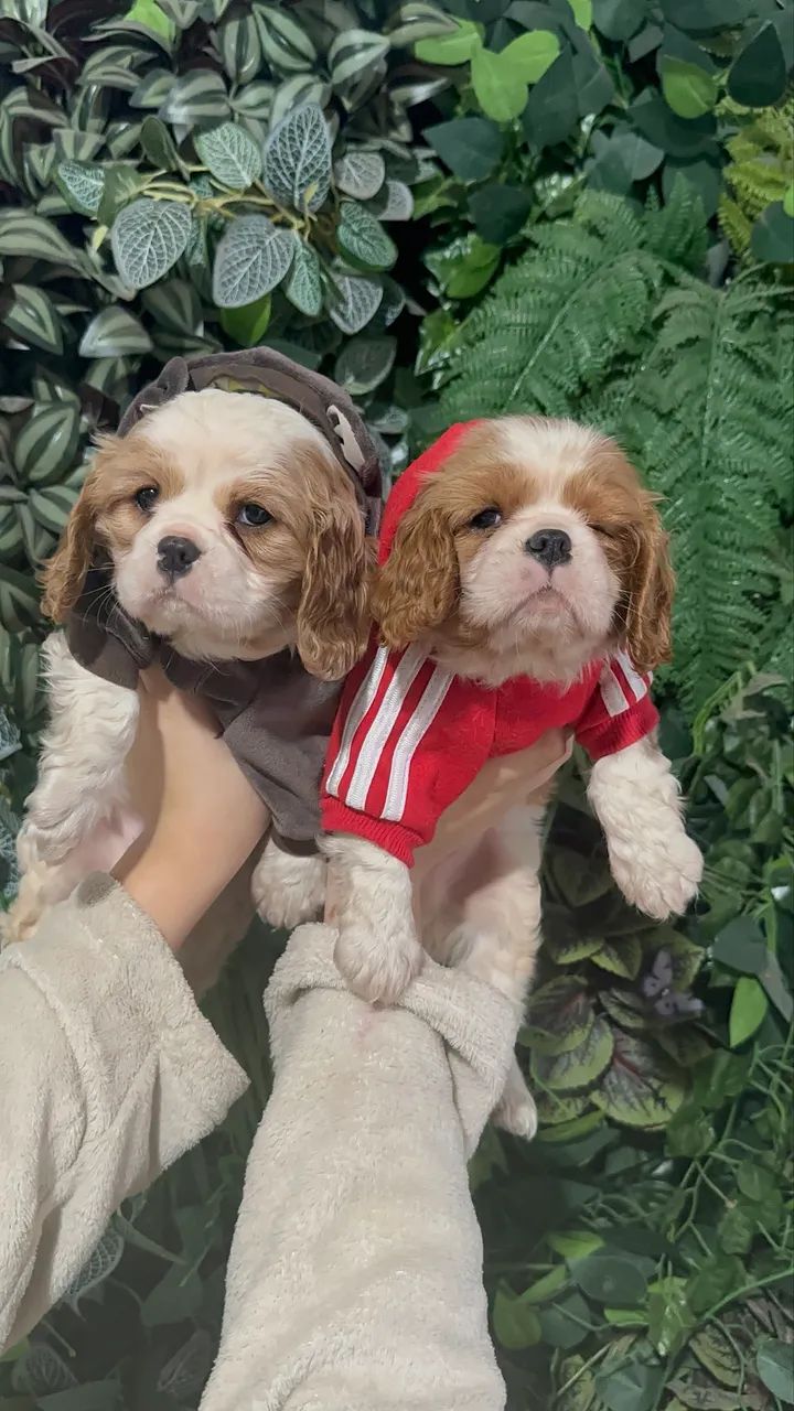 Cavalier king macho na promoção  - Foto 2