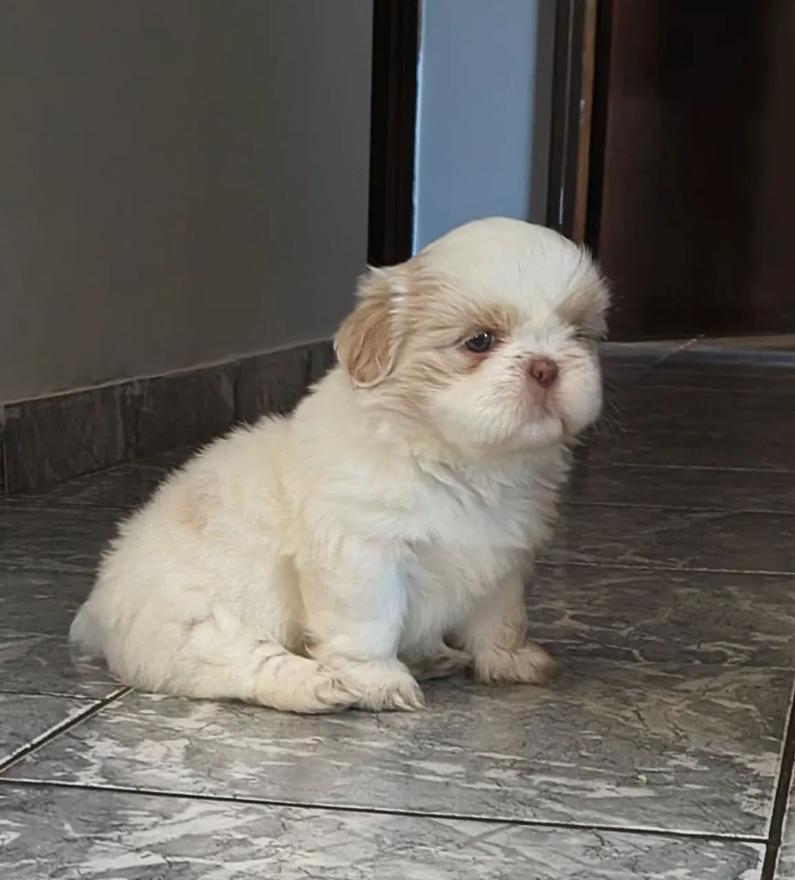 Vendo filhotes de shitzu - Foto 4