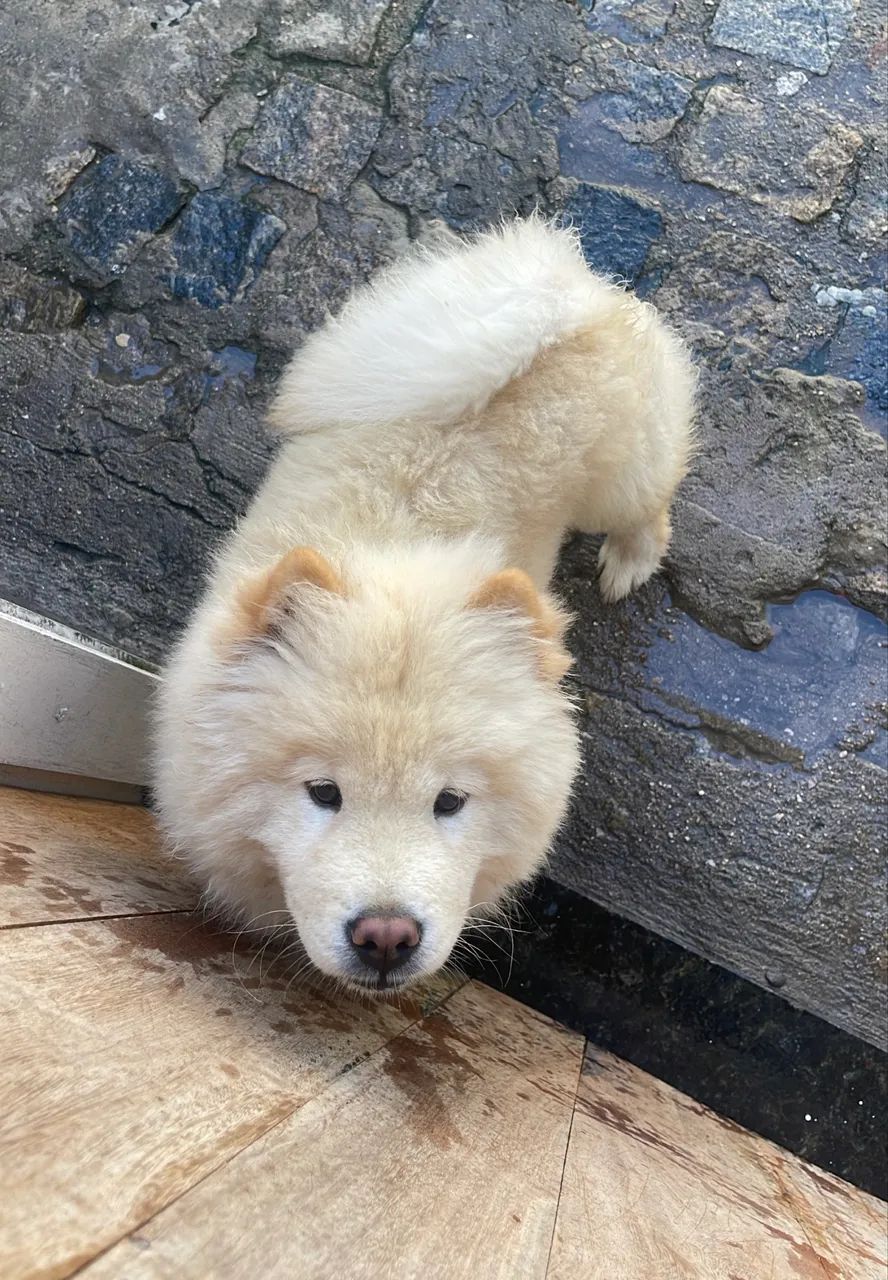 Vendo filhote chow chow