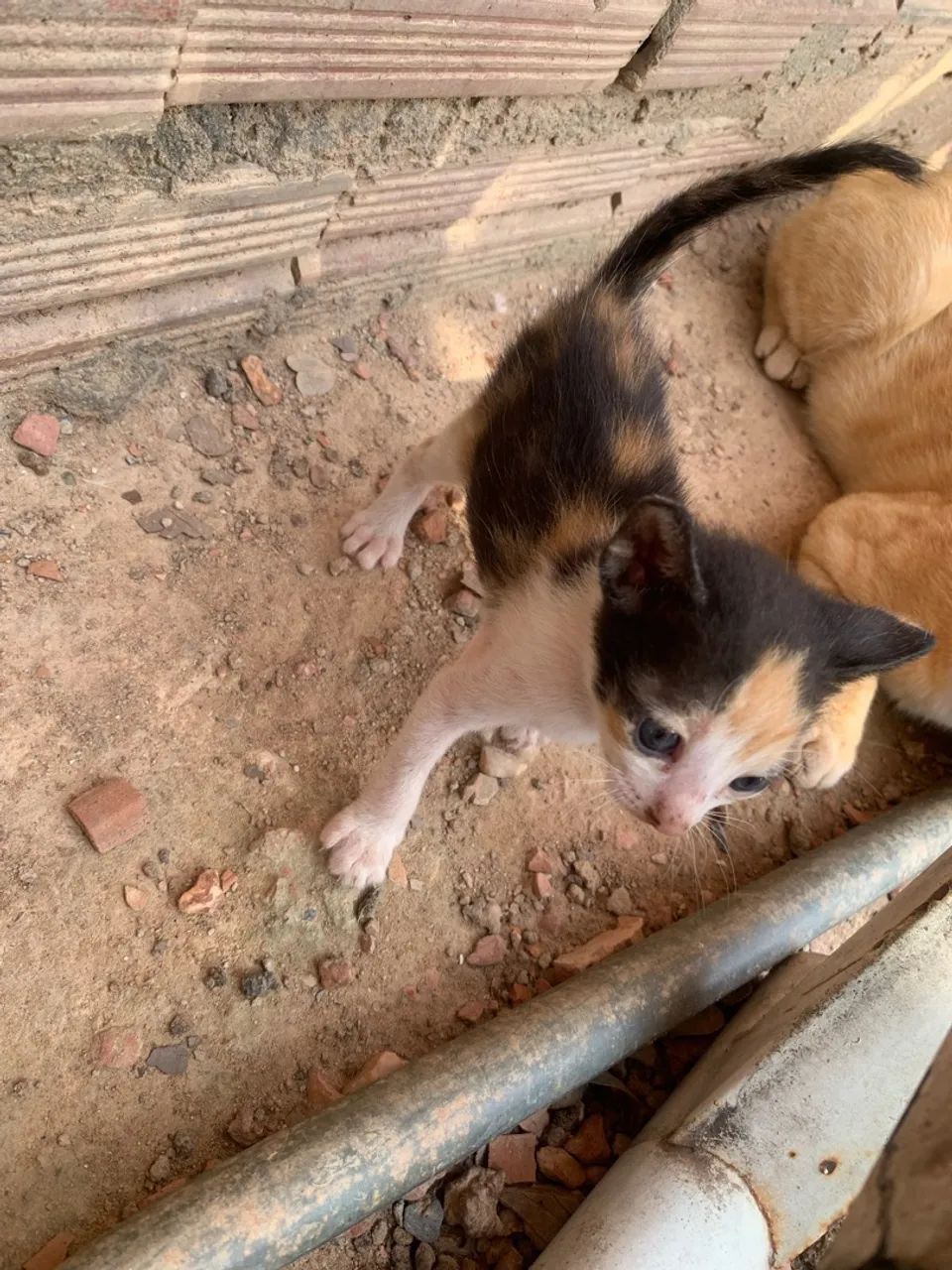Doa-se gatinhos  - Foto 2