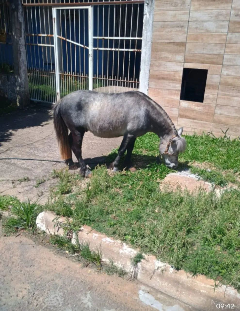 Mini Pônei bem manso  - Foto 4