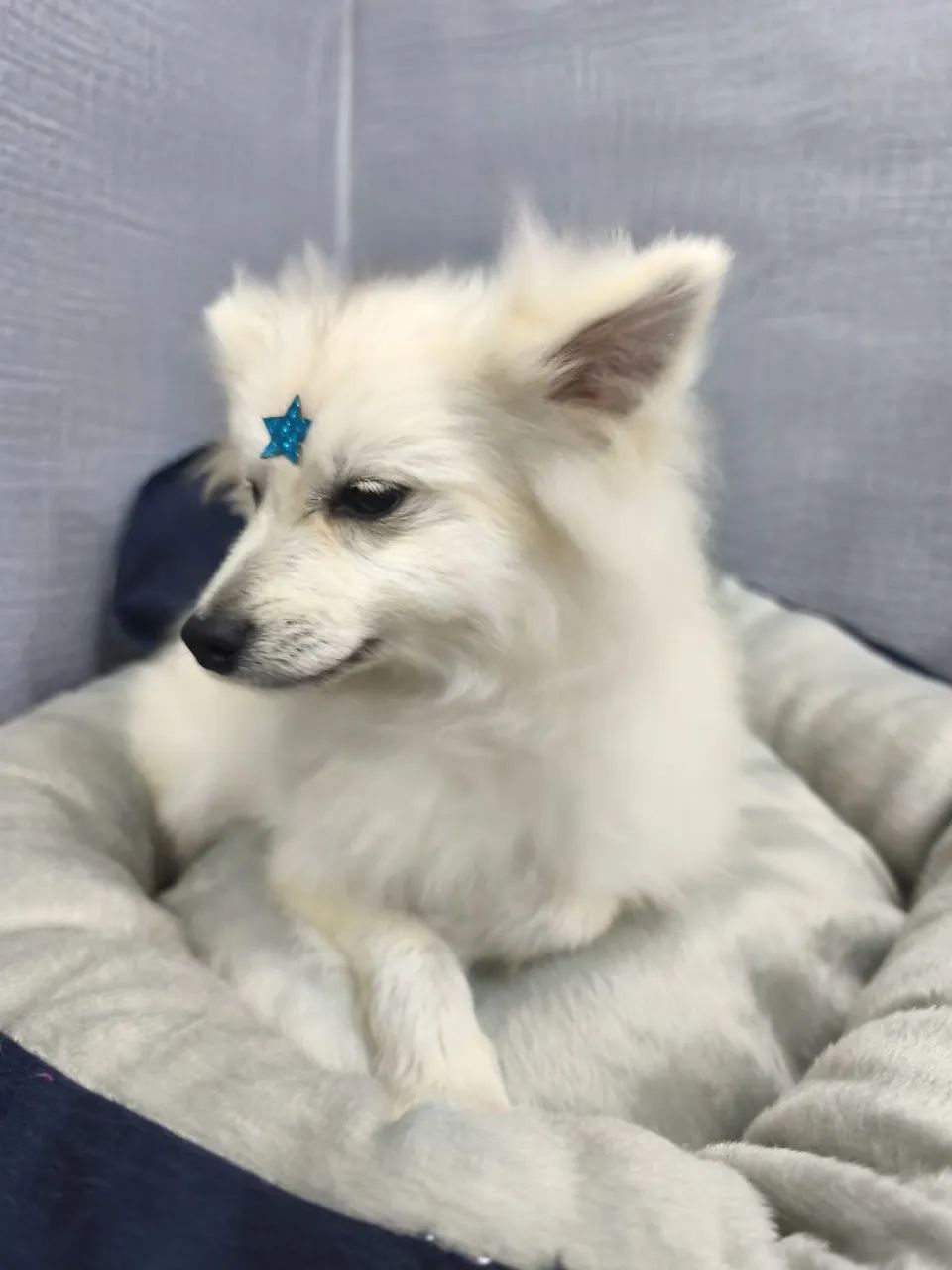 Spitz alemão macho
