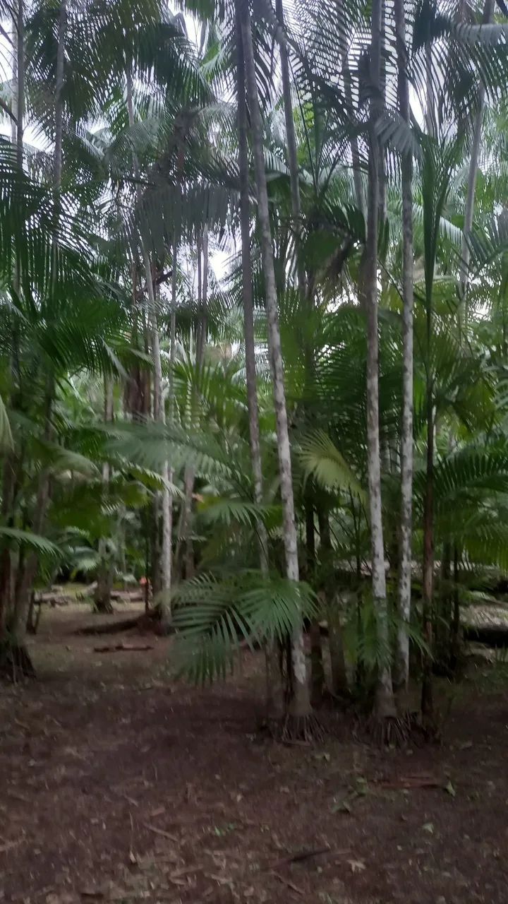 Terreno no Rio Salvador Grande  - Foto 5