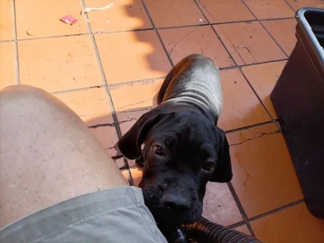 FEMEA DE CANE CORSO - Foto 3