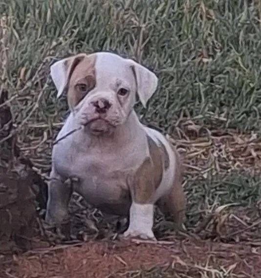 American Bully  - Foto 2