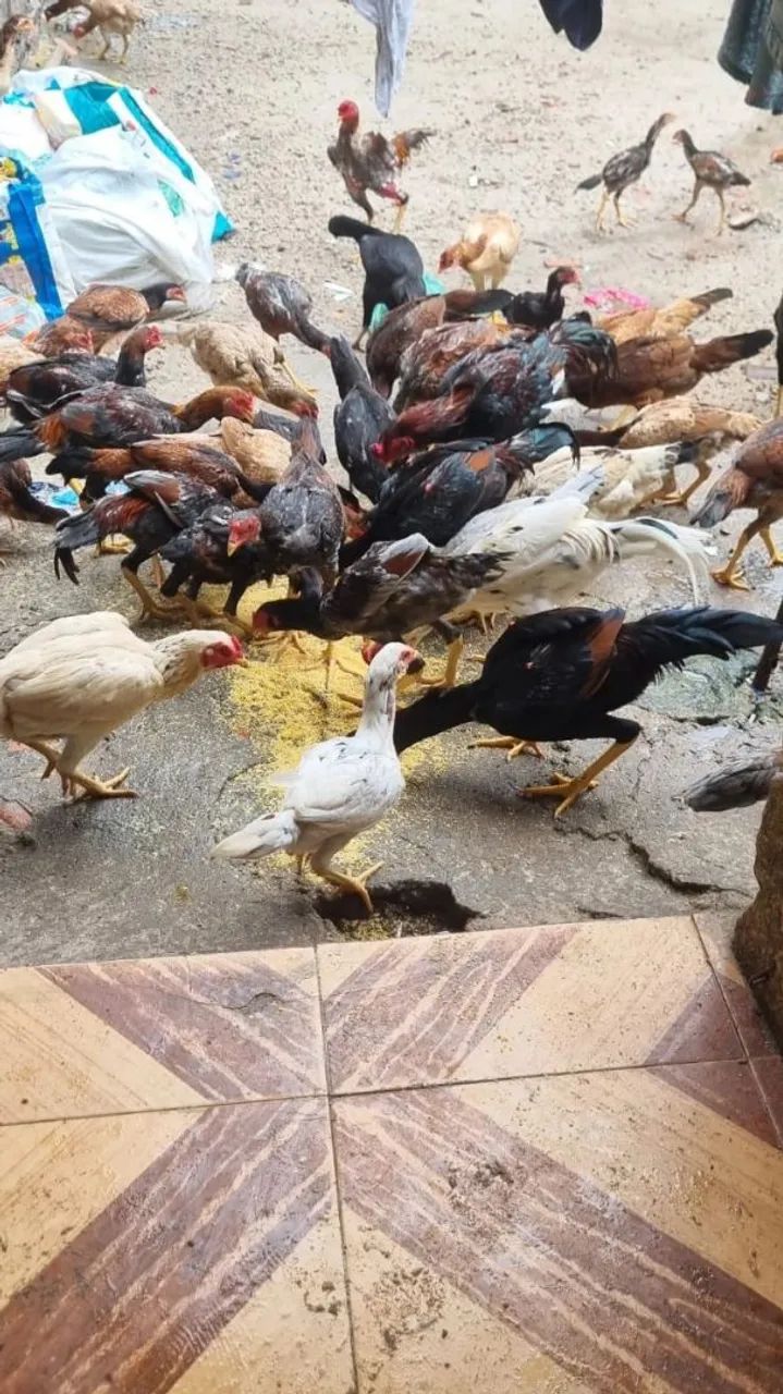 Frangos  e galinhas - Foto 3
