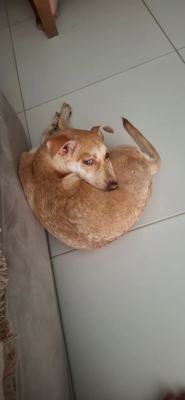 Adoção responsável  - Foto 2