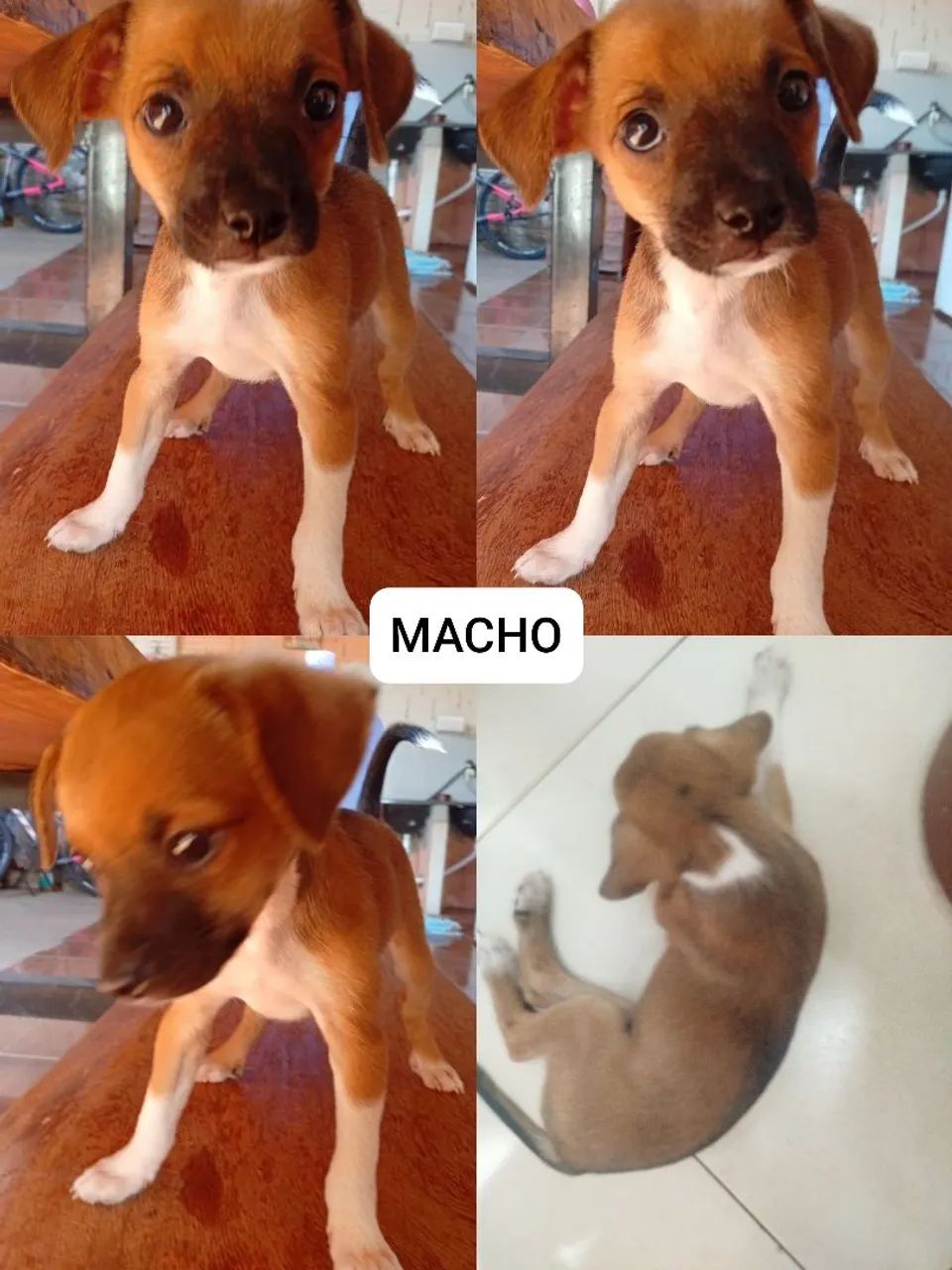  Pinscher 