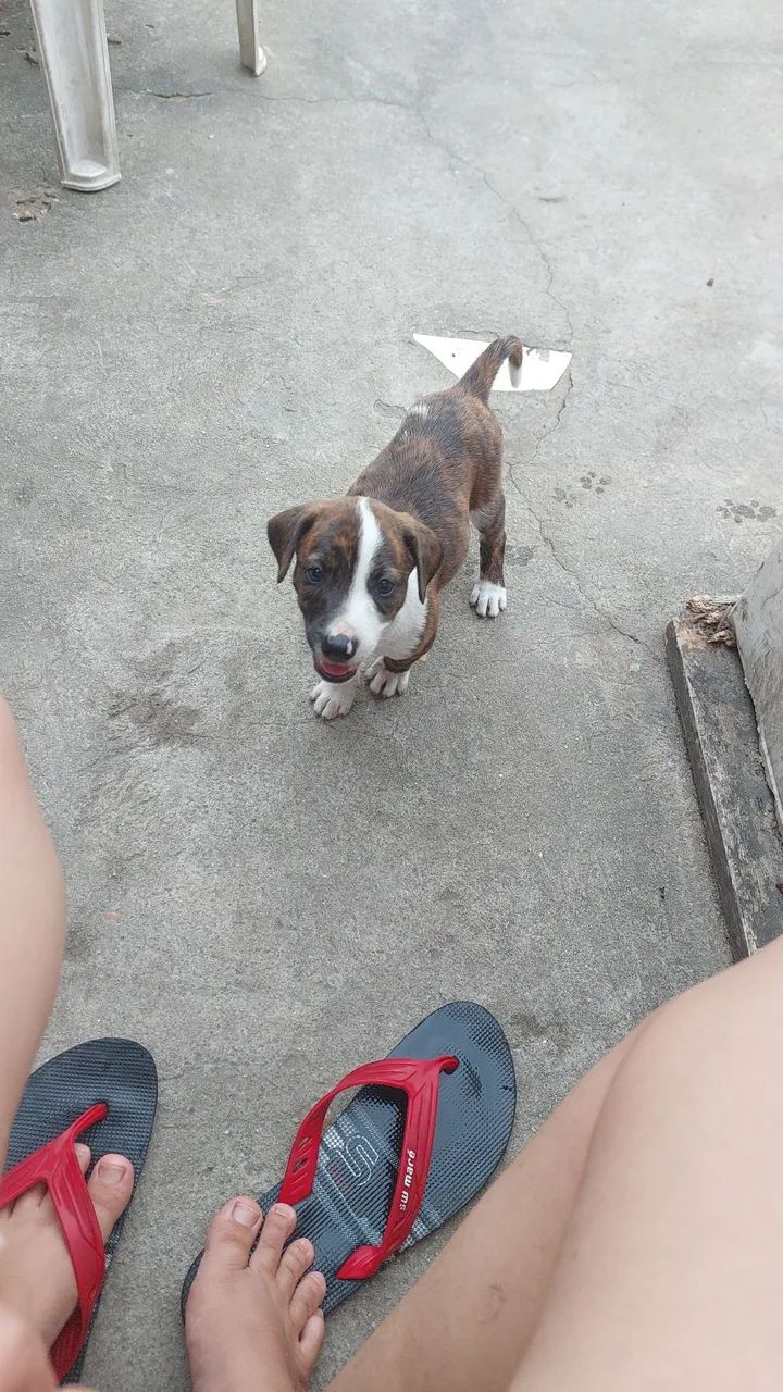Doação de Cães  - Foto 3