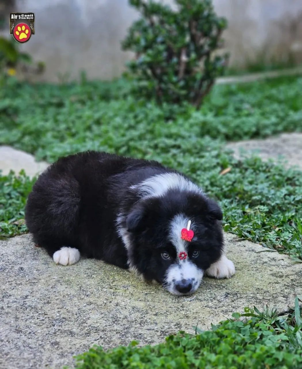 Border Collie 