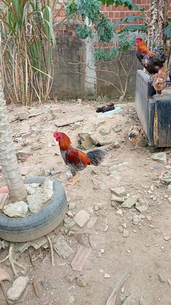 Frangos e galos - Foto 4