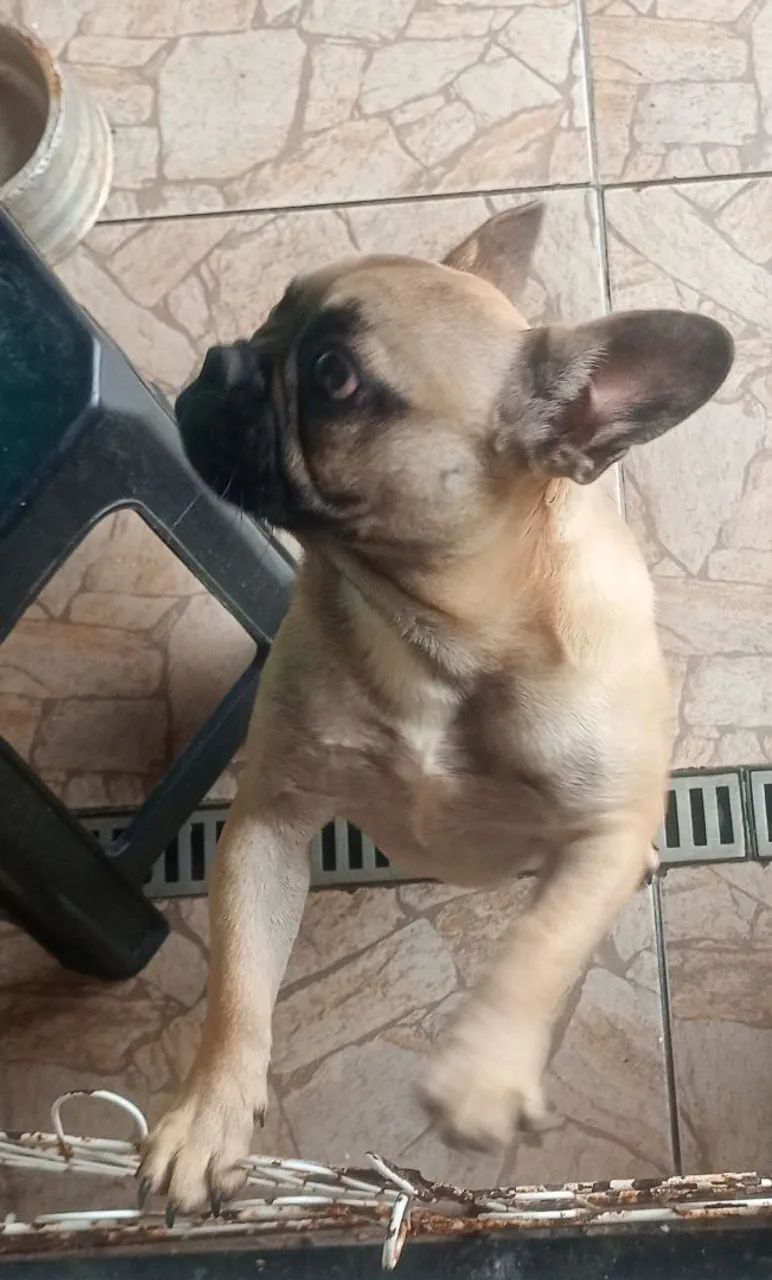 Cachorro 