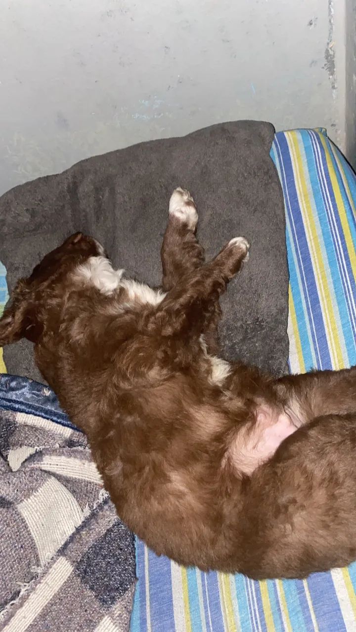 Cachorro labrador  - Foto 4