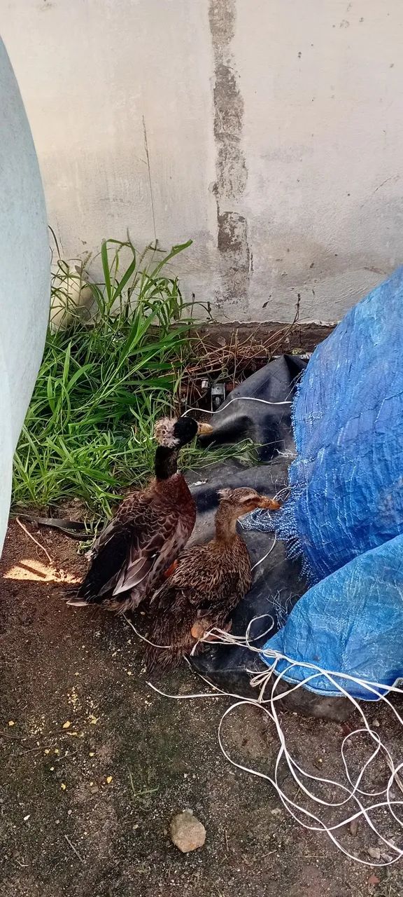 Casal de Patos - Foto 5